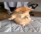 funny animals videos / funny pets videos2023/funny animals2023funny vedios of animals one time u start watching u cant stop laughing