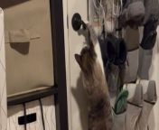 If there&#39;s one thing humans should learn from cats, it&#39;s the art of keeping life simple. Hungry? Eat food. Curious? Try to know more. Not having fun in a room? Head out! &#60;br/&#62;&#60;br/&#62;In this amusing clip, a smart kitty, named Marley, shows his hoomans and Instagram family that he doesn&#39;t wait around for people to help him. He does so by standing on his hind legs and pushing down the door handle to open it. &#60;br/&#62;&#60;br/&#62;This act of his greatly impresses his human brother. &#60;br/&#62;&#60;br/&#62;&#92;